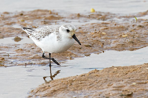 Sanderling 5D-Mark-IV_AS_200128_4335.jpg