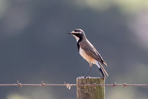 Cape Town area & West Coast 5D-Mark-IV_AS_190926_6597.jpg