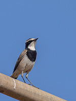 Cape Town area & West Coast 5D-Mark-IV_AS_190926_6610.jpg