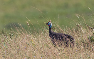 Cape Town area & West Coast 5D-Mark-IV_AS_190926_6628.jpg