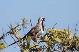 Cape Town area & West Coast 5D-Mark-IV_AS_190926_6632.jpg