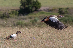 Cape Town area & West Coast 5D-Mark-IV_AS_190926_6633.jpg