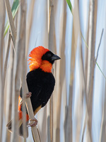 Cape Town area & West Coast 5D-Mark-IV_AS_190926_6640.jpg