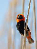 Cape Town area & West Coast 5D-Mark-IV_AS_190926_6644.jpg