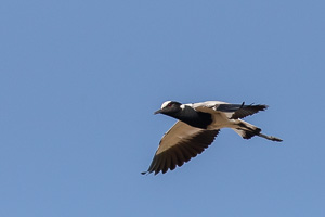 Cape Town area & West Coast 5D-Mark-IV_AS_190926_6651.jpg