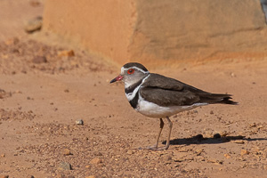 Cape Town area & West Coast 5D-Mark-IV_AS_190926_6665.jpg