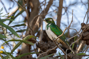 Cape Town area & West Coast 5D-Mark-IV_AS_190926_6707.jpg