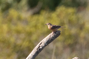 Cape Town area & West Coast 5D-Mark-IV_AS_190926_6738.jpg