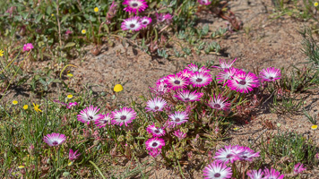 Cape Town area & West Coast 5D-Mark-IV_AS_190926_6741.jpg