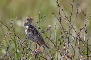 Cape Town area & West Coast 5D-Mark-IV_AS_190926_6749.jpg