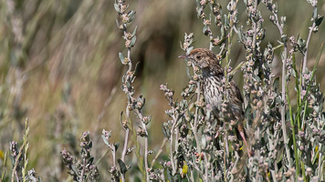 Cape Town area & West Coast 5D-Mark-IV_AS_190926_6768.jpg