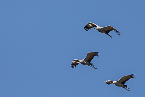 Cape Town area & West Coast 5D-Mark-IV_AS_190926_6773.jpg