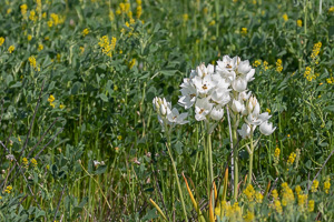 Cape Town area & West Coast 5D-Mark-IV_AS_190926_6791.jpg