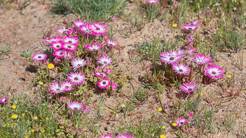 Cape Town area & West Coast 5D-Mark-IV_AS_190926_6792.jpg