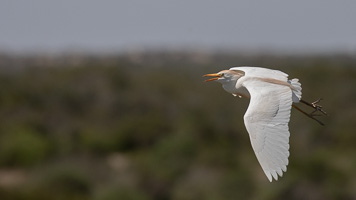 Cape Town area & West Coast 5D-Mark-IV_AS_190926_6800.jpg