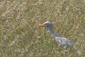 Cape Town area & West Coast 5D-Mark-IV_AS_190926_6805.jpg