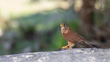 Cape Town area & West Coast 5D-Mark-IV_AS_190926_6820.jpg