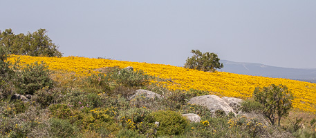 Cape Town area & West Coast 5D-Mark-IV_AS_190926_6862.jpg