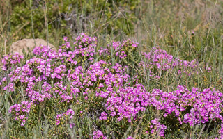 Cape Town area & West Coast 5D-Mark-IV_AS_190926_6863.jpg