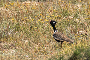 Cape Town area & West Coast 5D-Mark-IV_AS_190926_6879.jpg