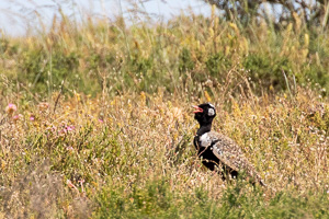 Cape Town area & West Coast 5D-Mark-IV_AS_190926_6885.jpg