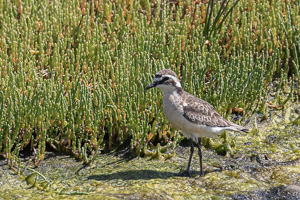 Cape Town area & West Coast 5D-Mark-IV_AS_190926_6919.jpg