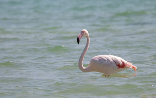 Cape Town area & West Coast 5D-Mark-IV_AS_190926_6945.jpg