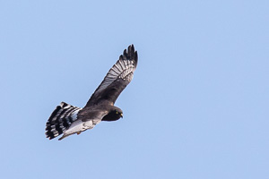 Cape Town area & West Coast 5D-Mark-IV_AS_190926_7082.jpg