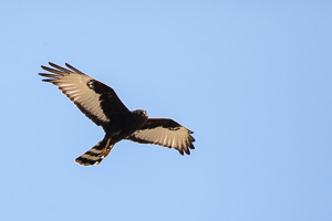 Cape Town area & West Coast 5D-Mark-IV_AS_190926_7096.jpg