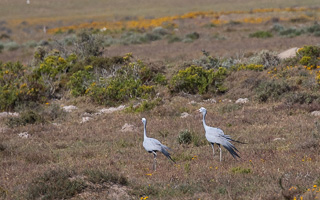 Cape Town area & West Coast 5D-Mark-IV_AS_190926_7110.jpg