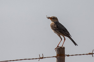 Cape Town area & West Coast 5D-Mark-IV_AS_190926_7157.jpg