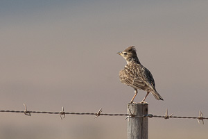 Cape Town area & West Coast 5D-Mark-IV_AS_190926_7169.jpg