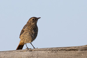 Cape Town area & West Coast 5D-Mark-IV_AS_190927_7177.jpg