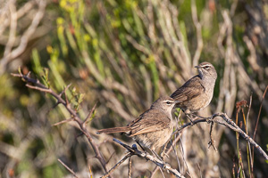 Cape Town area & West Coast 5D-Mark-IV_AS_190927_7196.jpg