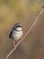 Cape Town area & West Coast 5D-Mark-IV_AS_190927_7230-Bearbeitet.jpg