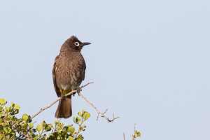 Cape Town area & West Coast 5D-Mark-IV_AS_190927_7236.jpg