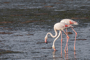 Cape Town area & West Coast 5D-Mark-IV_AS_190927_7260.jpg