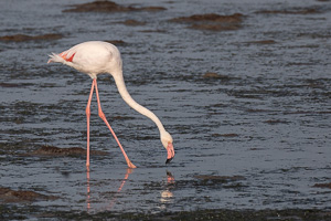 Cape Town area & West Coast 5D-Mark-IV_AS_190927_7279.jpg