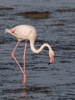 Cape Town area & West Coast 5D-Mark-IV_AS_190927_7283.jpg