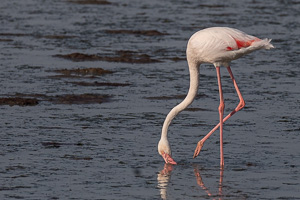 Cape Town area & West Coast 5D-Mark-IV_AS_190927_7293.jpg