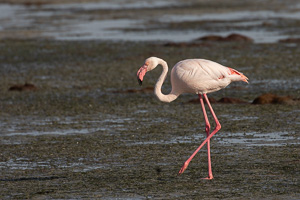 Cape Town area & West Coast 5D-Mark-IV_AS_190927_7302.jpg