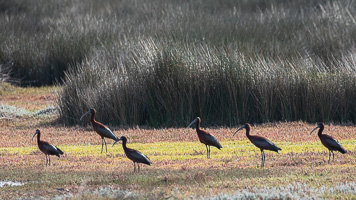 Cape Town area & West Coast 5D-Mark-IV_AS_190927_7316.jpg