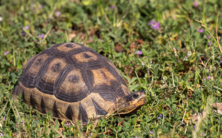 Cape Town area & West Coast 5D-Mark-IV_AS_190927_7341.jpg