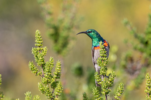 Cape Town area & West Coast 5D-Mark-IV_AS_190927_7360.jpg