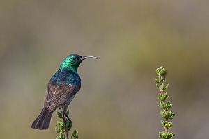 Cape Town area & West Coast 5D-Mark-IV_AS_190927_7373.jpg