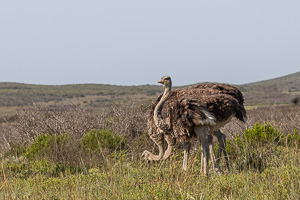Cape Town area & West Coast 5D-Mark-IV_AS_190927_7385.jpg