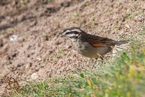 Cape Town area & West Coast 5D-Mark-IV_AS_190927_7415.jpg