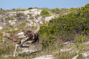 Cape Town area & West Coast 5D-Mark-IV_AS_190927_7427.jpg