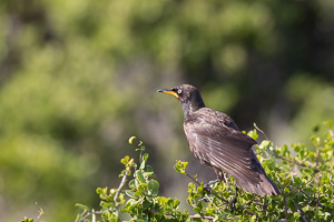 Cape Town area & West Coast 5D-Mark-IV_AS_190927_7443.jpg