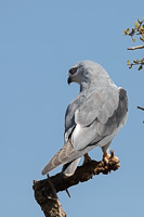 Cape Town area & West Coast 5D-Mark-IV_AS_190927_7446.jpg